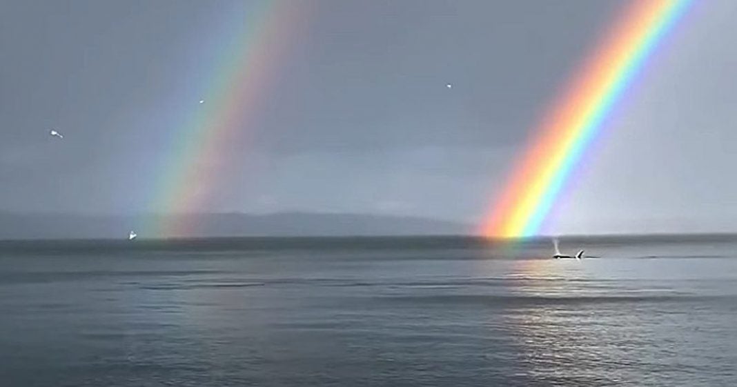 contioutra.com - Baleias são flagradas nadando sob arco-íris duplo. Confira a cena mais do que especial!