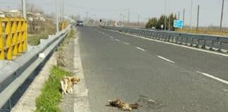 Filhote de cachorro permanece dia e noite abraçado ao corpo de sua mãe após ela perder a vida atropelada Filhote de cachorro permanece dia e noite abraçado ao corpo de sua mãe após ela perder a vida atropelada