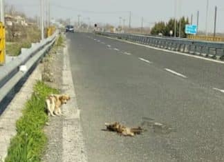 Filhote de cachorro permanece dia e noite abraçado ao corpo de sua mãe após ela perder a vida atropelada