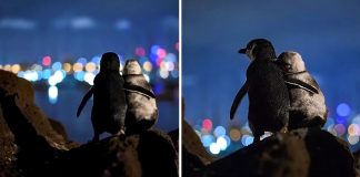 Fotógrafo captura cena de dois pinguins abraçados admirando o horizonte