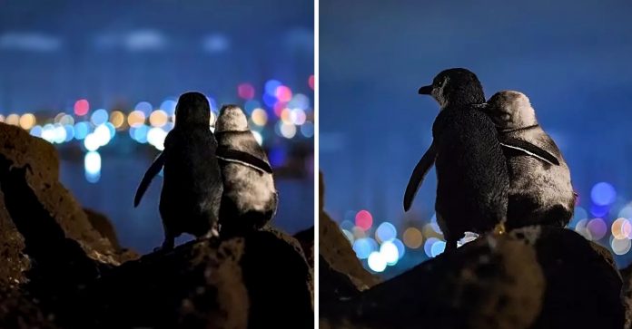 Fotógrafo captura cena de dois pinguins abraçados admirando o horizonte