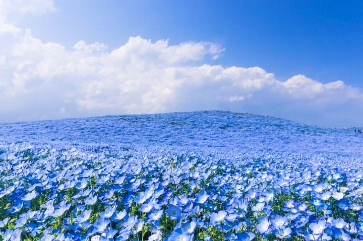 contioutra.com - Quase 5 milhões de flores azuis florescem nesse campo japonês. O resultado é um conto de fadas.