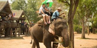 78 elefantes são libertados por falta de turistas para montá-los depois da pandemia 78 elefantes são libertados por falta de turistas para montá-los depois da pandemia