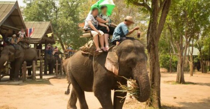 78 elefantes são libertados por falta de turistas para montá-los depois da pandemia