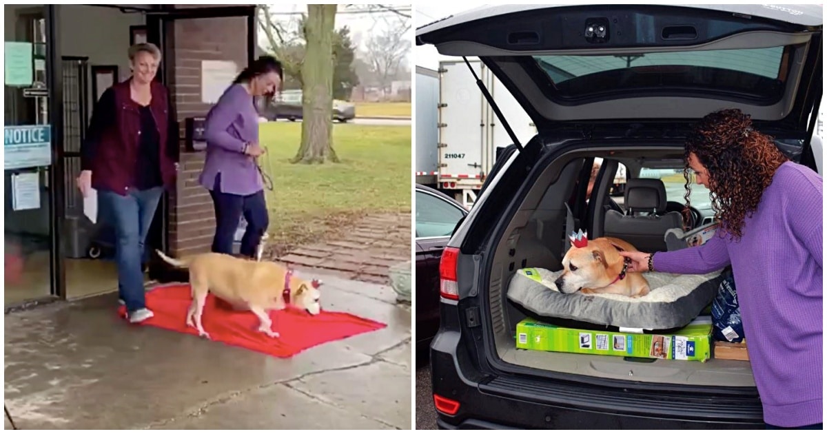 Cachorrinha de 12 anos é adotada após aguardar 2461 dias (6 anos) por uma família que a acolhesse. contioutra.com - Cachorrinha de 12 anos é adotada após aguardar 2461 dias (6 anos) por uma família que a acolhesse.