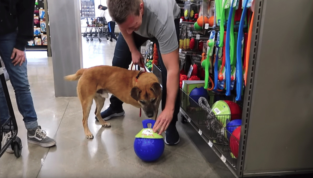 contioutra.com - Homem leva c&atilde;ozinho de rua a loja de animais e compra tudo o que ele sempre cobi&ccedil;ou na vitrine