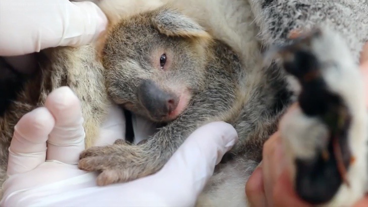 contioutra.com - Após temporada de incêndios, novo bebê coala nasce na Austrália. Uma nova chance!