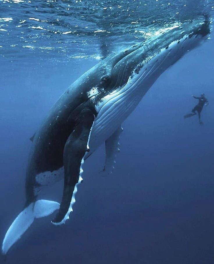 contioutra.com - Vídeo flagra baleia de 40 toneladas dando um majestoso salto para fora da água