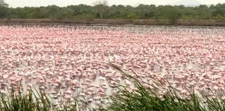 Mais de mil flamingos posam em vários lagos em Mumbai, na Índia