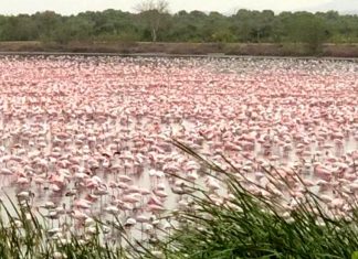 Mais de mil flamingos posam em vários lagos em Mumbai, na Índia