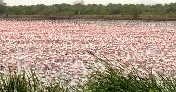 Mais de mil flamingos posam em vários lagos em Mumbai, na Índia