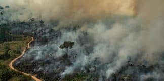 O que vai ser da Amazônia em 2020?