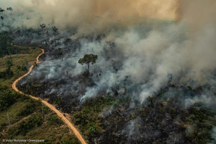 O que vai ser da Amazônia em 2020?