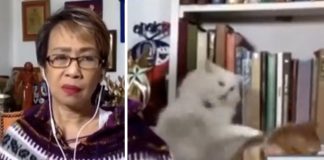Veja a BRIGA DE GATOS que, ao vivo, constrangeu a jornalista filipina Doris Bigornia