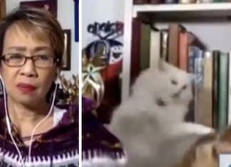 Veja a BRIGA DE GATOS que, ao vivo, constrangeu a jornalista filipina Doris Bigornia