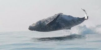 Vídeo flagra baleia de 40 toneladas dando um majestoso salto para fora da água