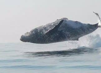 Vídeo flagra baleia de 40 toneladas dando um majestoso salto para fora da água