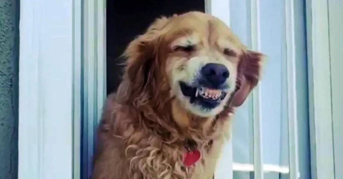 contioutra.com - Cãozinho idoso vai todos os dias à janela para cumprimentar seus vizinhos com um simpático sorriso