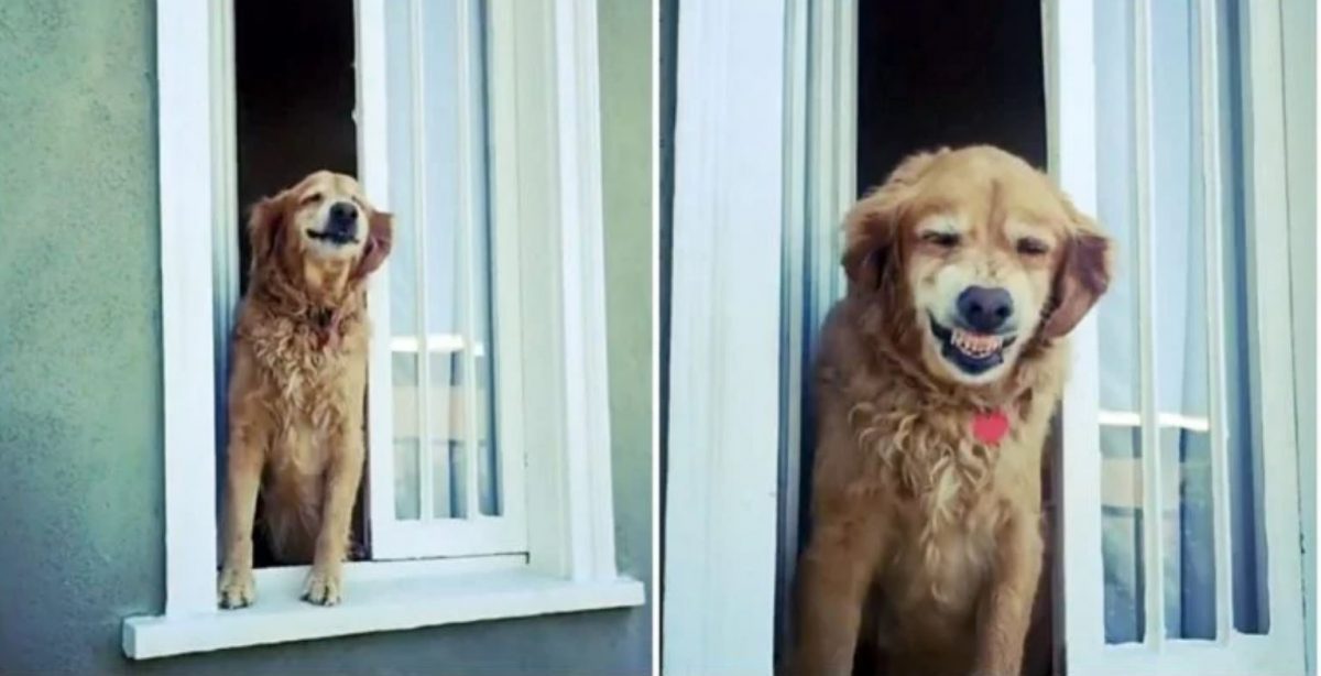contioutra.com - Cãozinho idoso vai todos os dias à janela para cumprimentar seus vizinhos com um simpático sorriso