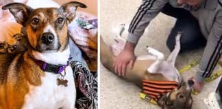 Homem reencontra sua cachorrinha por acaso três anos depois de tê-la perdido