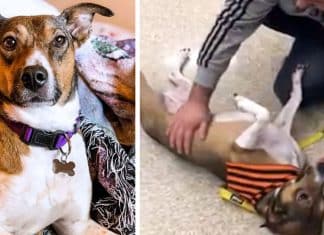 Homem reencontra sua cachorrinha por acaso três anos depois de tê-la perdido