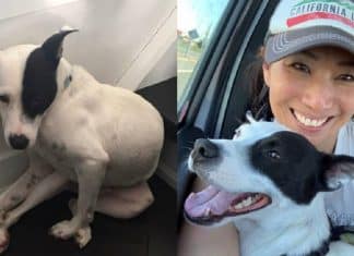 Mulher com medo de cães adota cachorro com medo de humanos