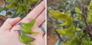 Florzinha autraliana fascina a todos com suas pétalas que formam beija-flores Florzinha autraliana fascina a todos com suas pétalas que formam beija-flores