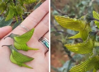 Florzinha autraliana fascina a todos com suas pétalas que formam beija-flores