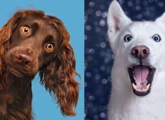 Cãezinhos são flagrados com expressões únicas e tão perfeitas que te farão sorrir