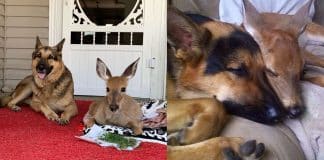 Cão surpreende dona ao adotar filhote de cervo indefeso: ‘Virou babá dele’