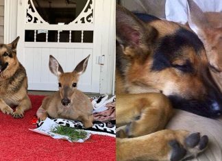 Cão surpreende dona ao adotar filhote de cervo indefeso: ‘Virou babá dele’