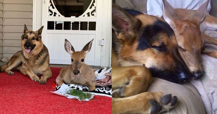 Cão surpreende dona ao adotar filhote de cervo indefeso: ‘Virou babá dele’