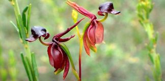 Pato-voador: planta rara, curiosa e considerada uma das mais belas orquídeas do mundo