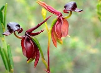 Pato-voador: planta rara, curiosa e considerada uma das mais belas orquídeas do mundo