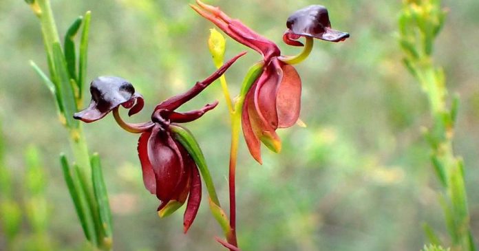 Pato-voador: planta rara, curiosa e considerada uma das mais belas orquídeas do mundo