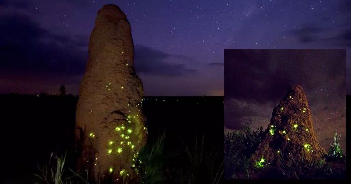Conheça os cupinzeiros iluminados do cerrado do Mato Grosso do Sul que parecem castelos de fadas