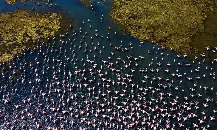 contioutra.com - Mais de mil flamingos posam em vários lagos em Mumbai, na Índia