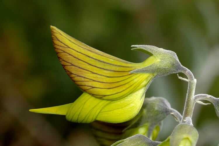 contioutra.com - Florzinha autraliana fascina a todos com suas pétalas que formam beija-flores