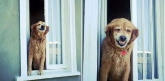 Cãozinho idoso vai todos os dias à janela para cumprimentar seus vizinhos com um simpático sorriso