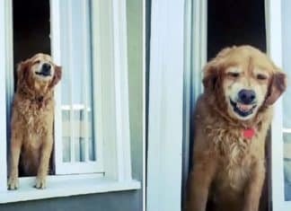 Cãozinho idoso vai todos os dias à janela para cumprimentar seus vizinhos com um simpático sorriso