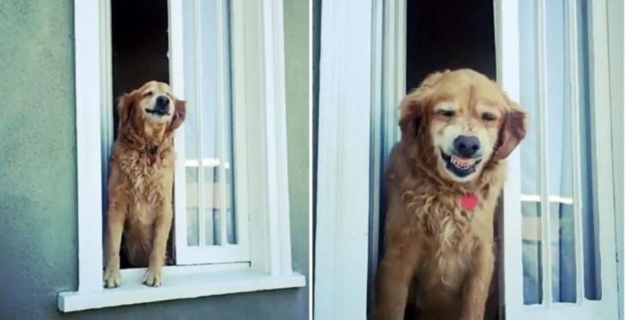 Cãozinho idoso vai todos os dias à janela para cumprimentar seus vizinhos com um simpático sorriso