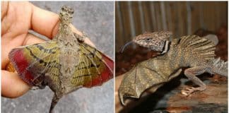 Os dragões voadores realmente existem e são uma maravilha da natureza!