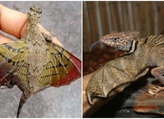 Os dragões voadores realmente existem e são uma maravilha da natureza!