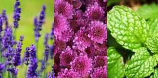 5 plantas que podem ajudar a reduzir o estresse e acalmar seus sentidos