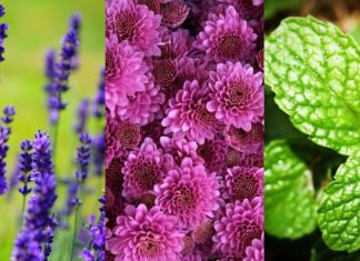 5 plantas que podem ajudar a reduzir o estresse e acalmar seus sentidos
