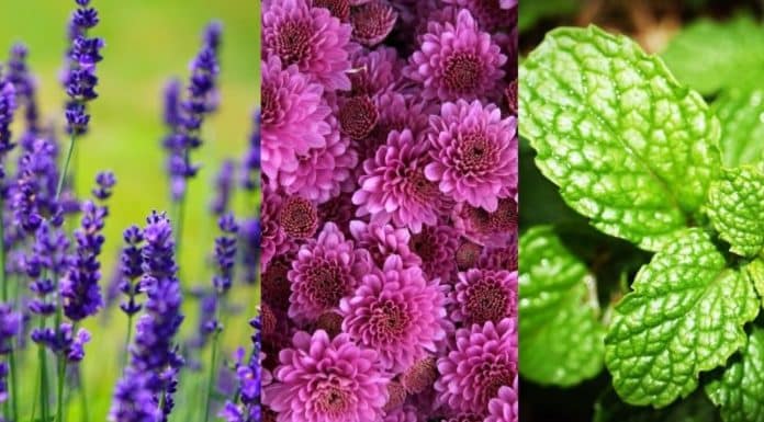 ERVAS 5 plantas que podem ajudar a reduzir o estresse e acalmar seus sentidos