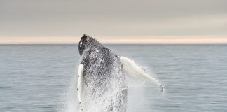 6 fotos inacreditáveis de baleias sendo felizes na Noruega