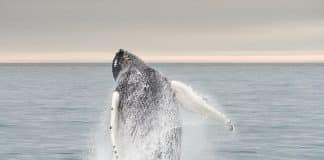 6 fotos inacreditáveis de baleias sendo felizes na Noruega