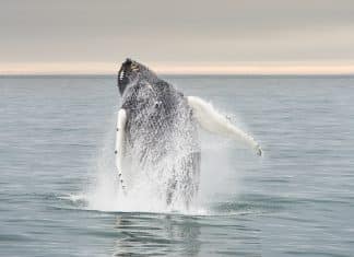 6 fotos inacreditáveis de baleias sendo felizes na Noruega