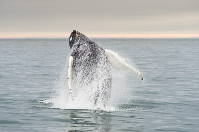 6 fotos inacreditáveis de baleias sendo felizes na Noruega